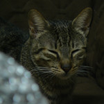 @Jossy_s