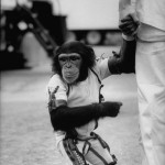 @agoodilttlemonkey
